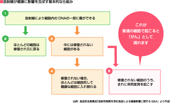 放射線が健康に影響を及ぼす基本的な仕組み